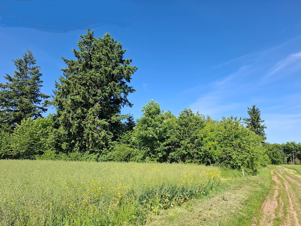 JEUNE PLANTATION DE 8 HECTARES